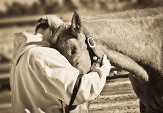 saratoga warhorse