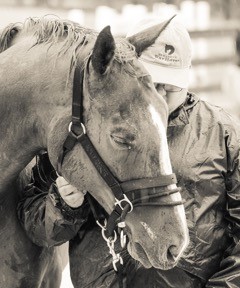 saratoga warhorse