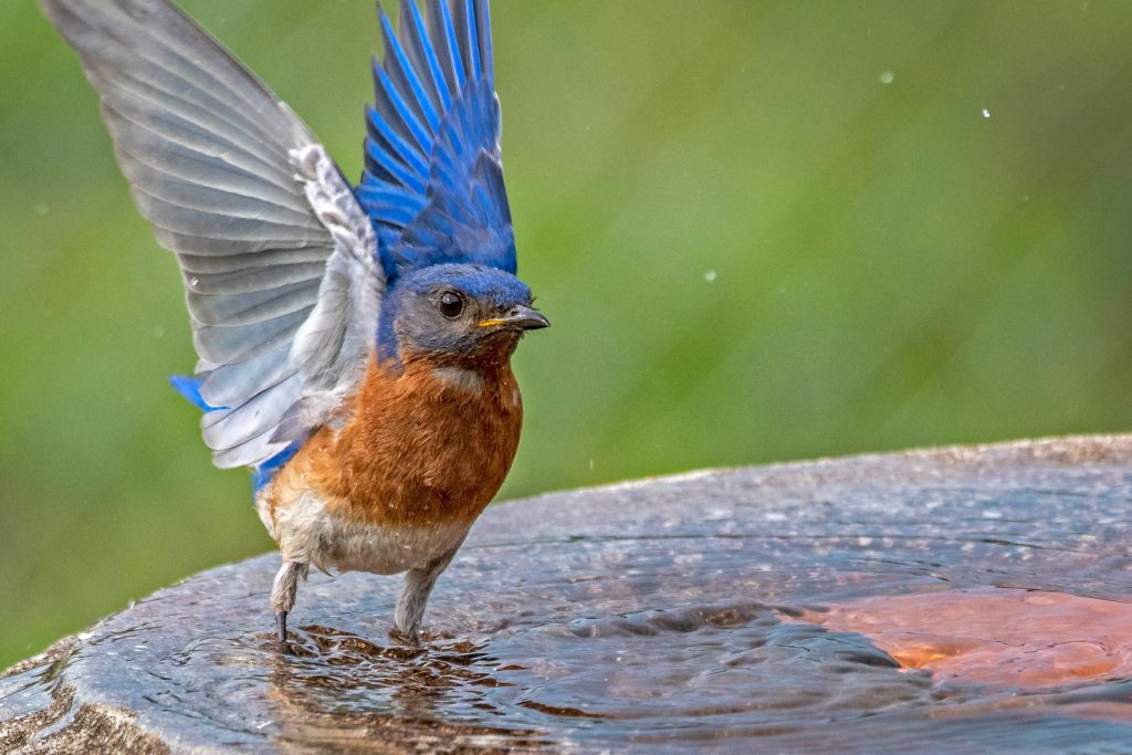 Bluebird society
