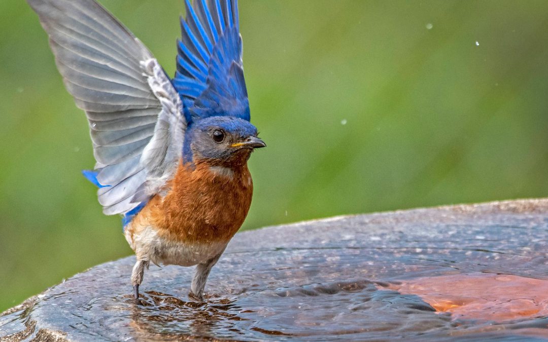 Woodside Named South Carolina’s First Designated Bluebird Habitat