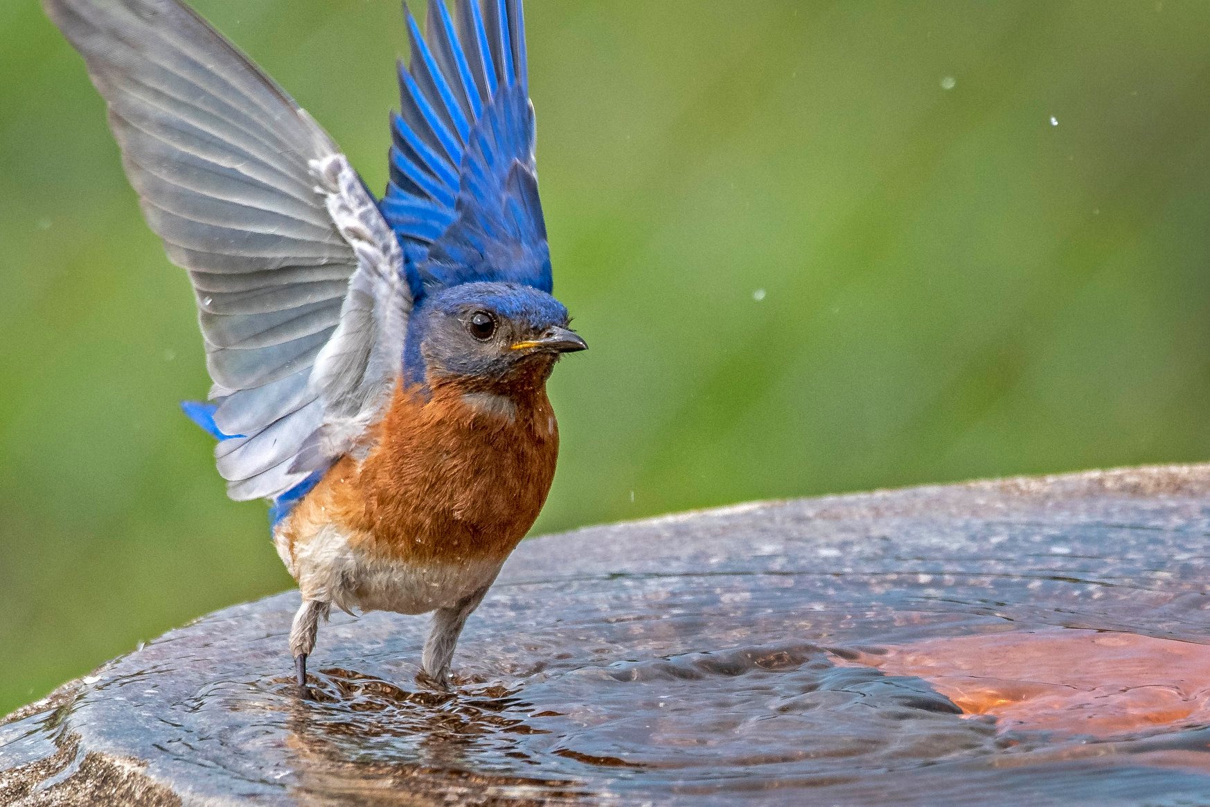 south carolina bluebird society