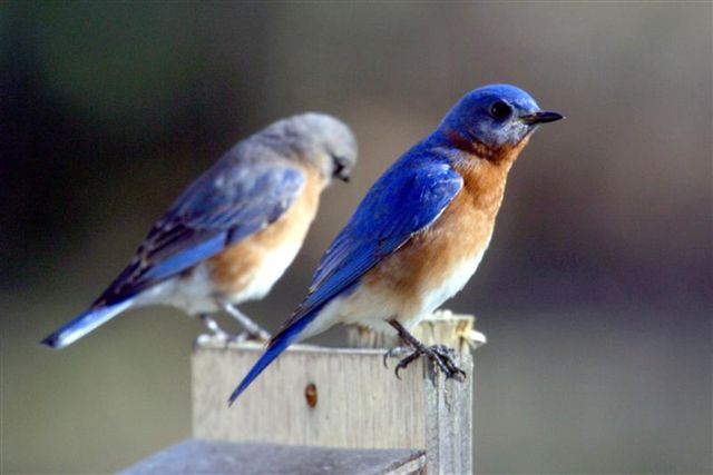 Bluebirds 
