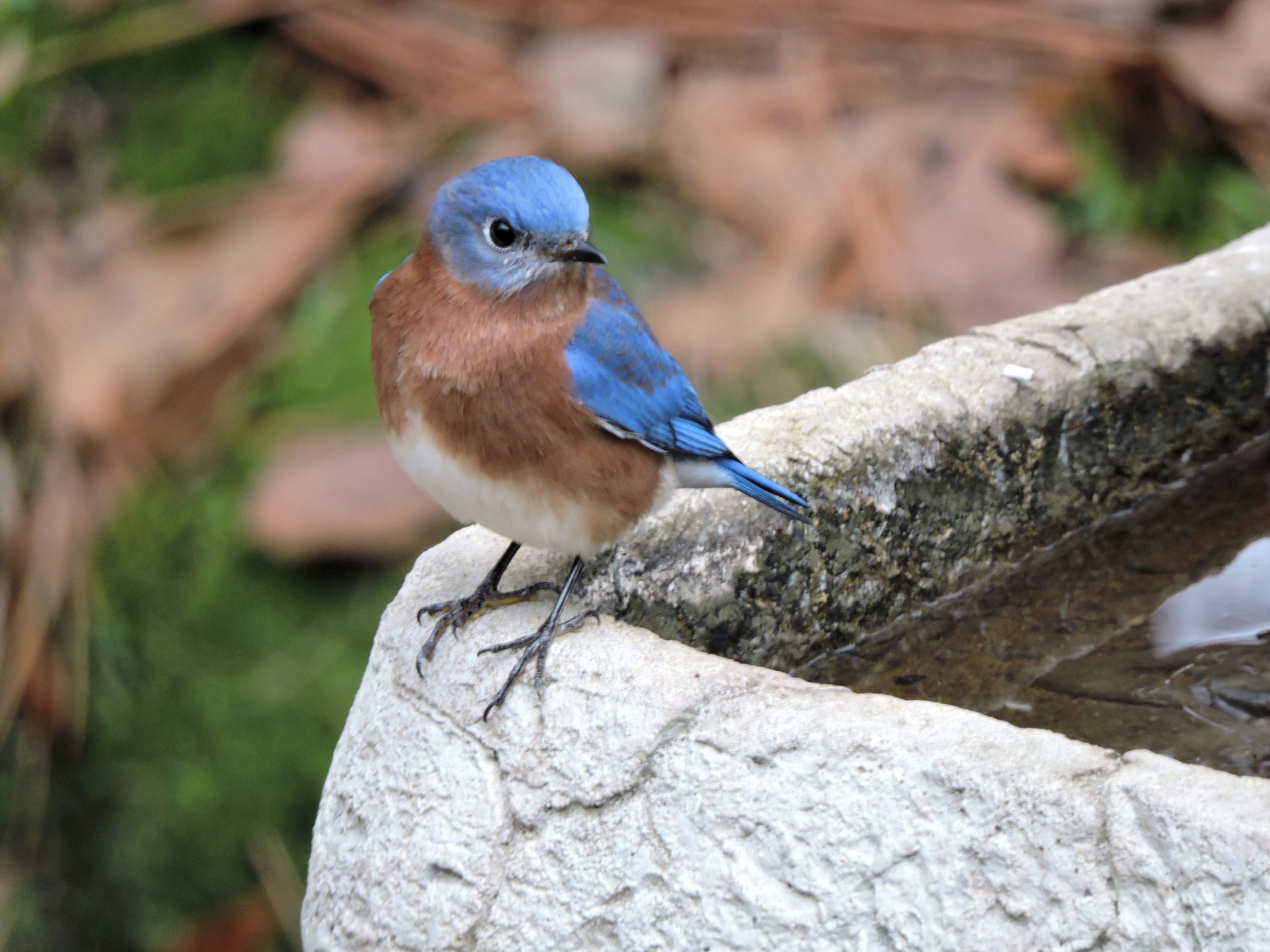 Bluebird perching