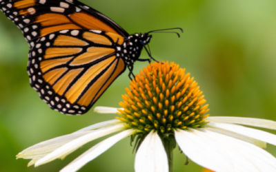 Woodside is Home to a Certified Butterfly Park