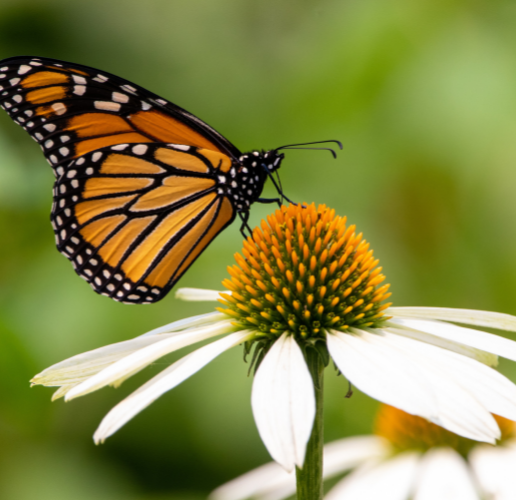 Woodside is Home to a Certified Butterfly Park