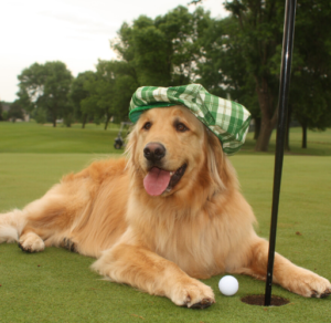 Dog playing golf