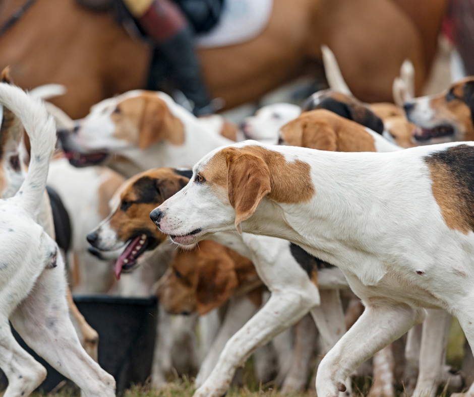 Blessing of the Hounds