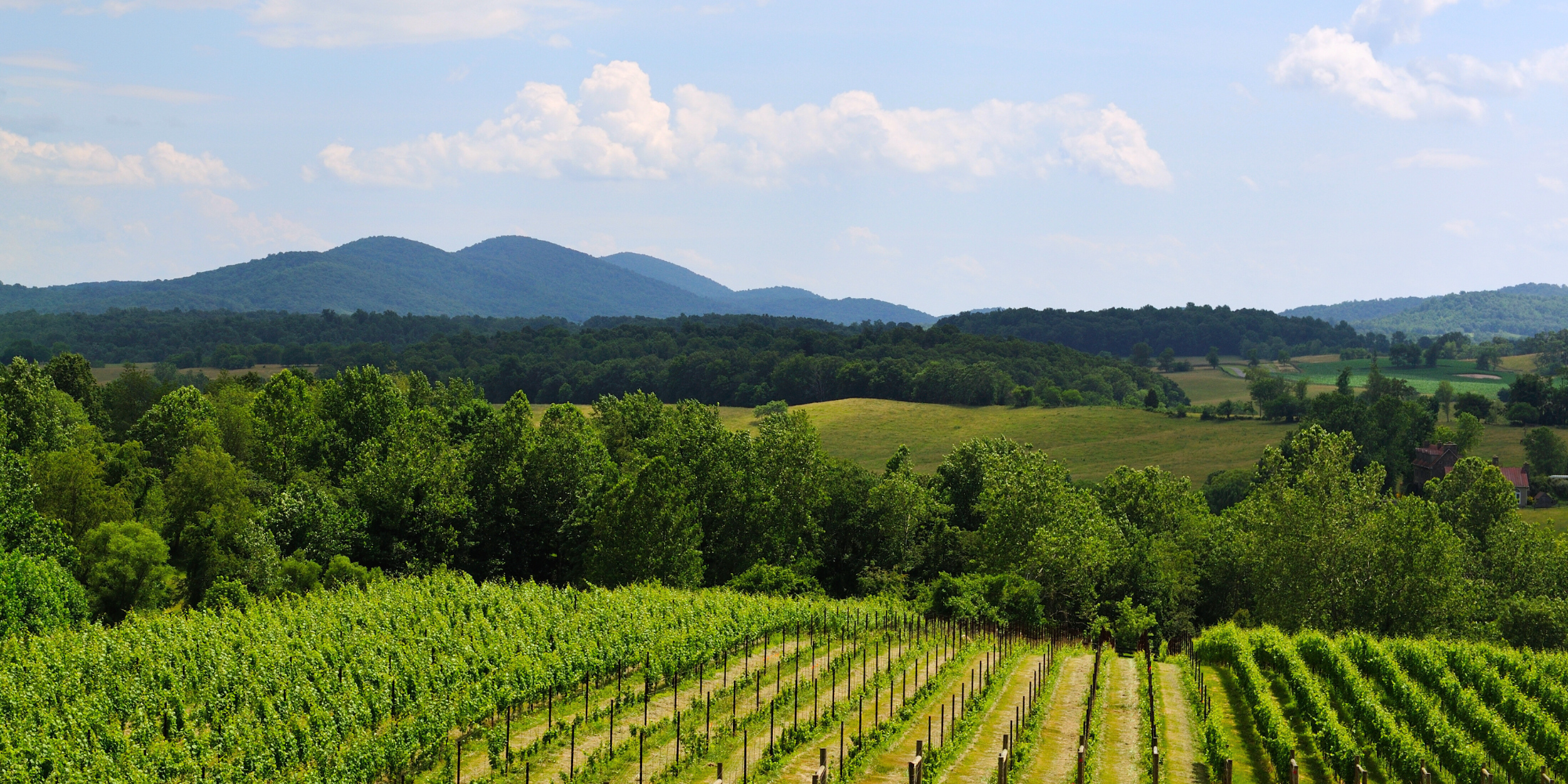 Dahlonega Mountain Vineyards