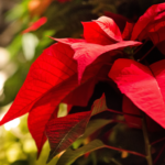 Holiday Open House at Cold Creek Nurseries