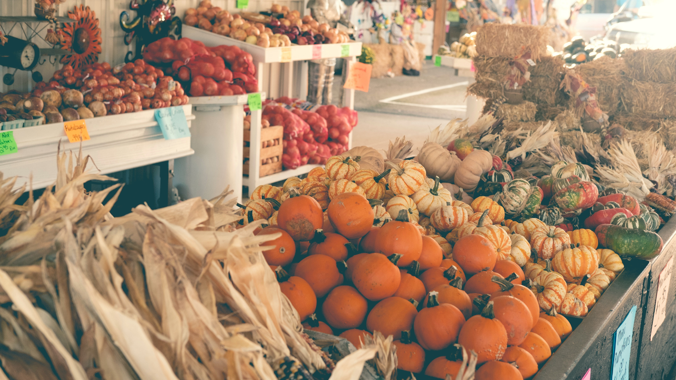 Fall Festival at Cold Creek Nurseries